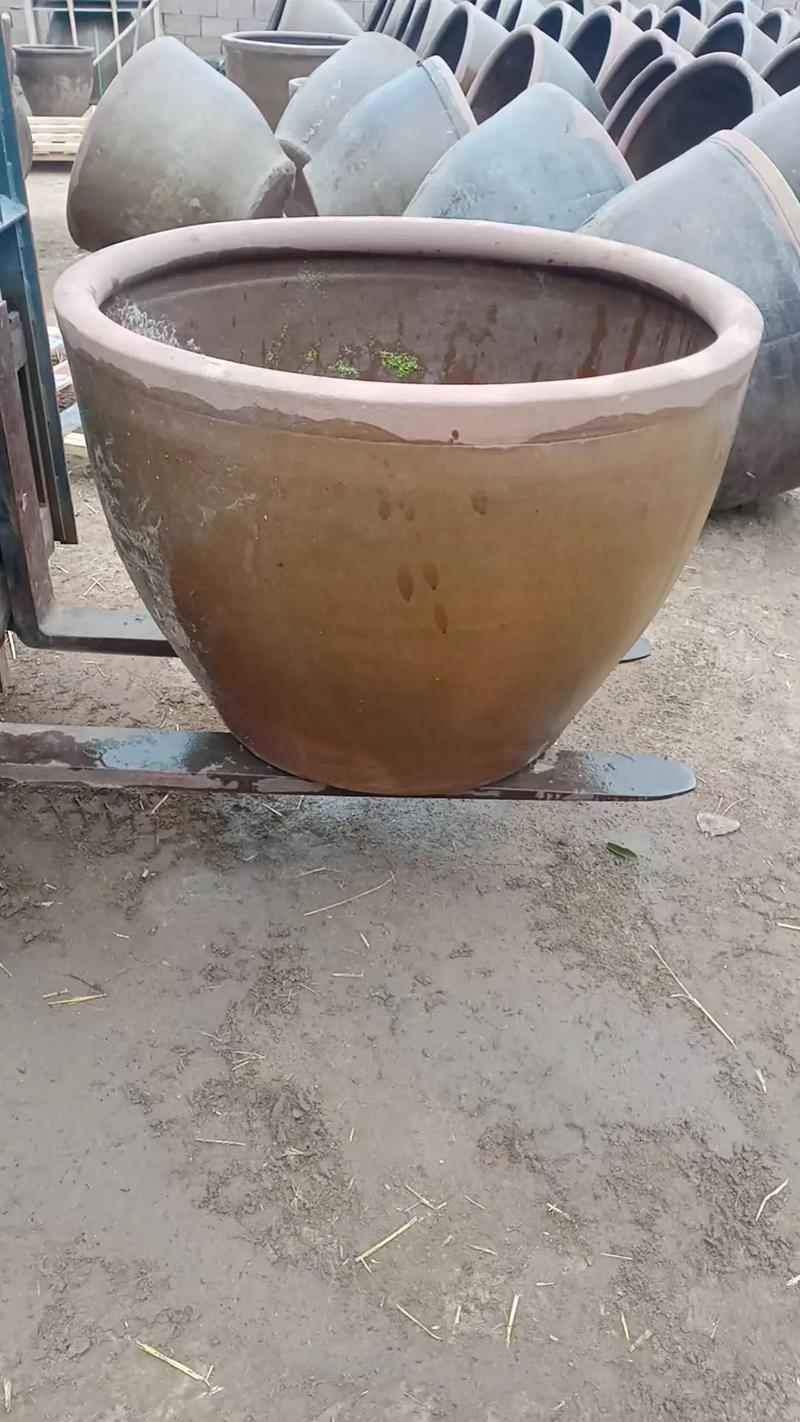 老水缸养鱼为什么养不活_新手养鱼忌贪多求急，注意水质和密度