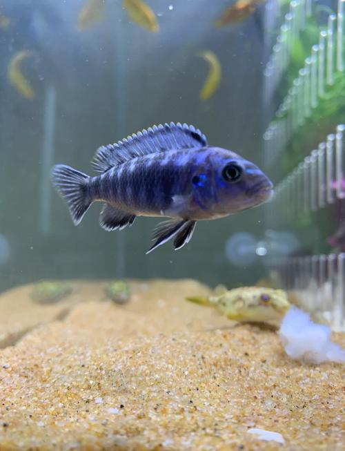 美鲷鱼漂亮排行_十种南美美鲷鱼，色彩各异！