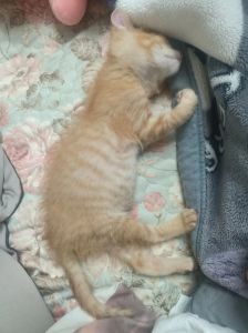 六个月是成猫还是幼猫_科学喂养与行为训练