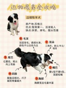 养边牧的10大忠告_环境饮食运动与训练要点