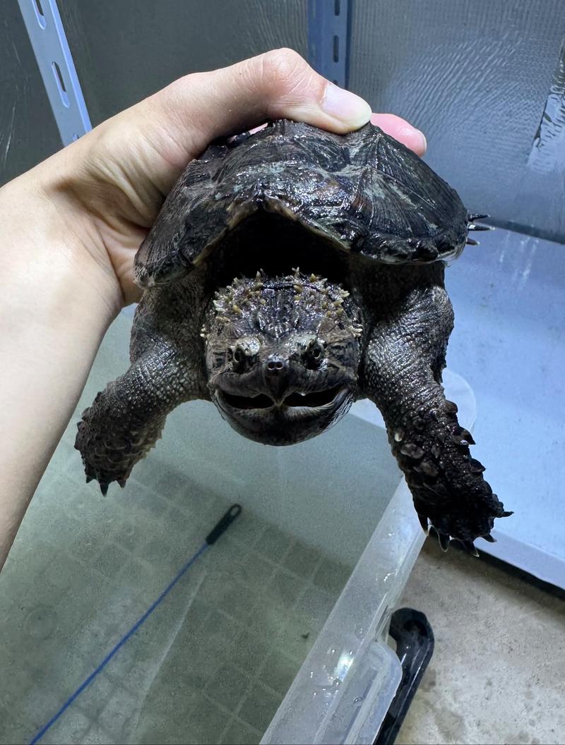 顶级纯佛鳄龟照片_品相好,价值高 顶级纯佛鳄龟照片_品相好,价值高