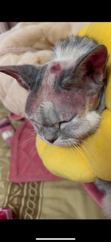 猫毛过敏长期接触会怎么样_猫毛过敏怎么办?无毛猫也防备 猫毛过敏长期接触会怎么样_猫毛过敏怎么办?无毛猫也防备