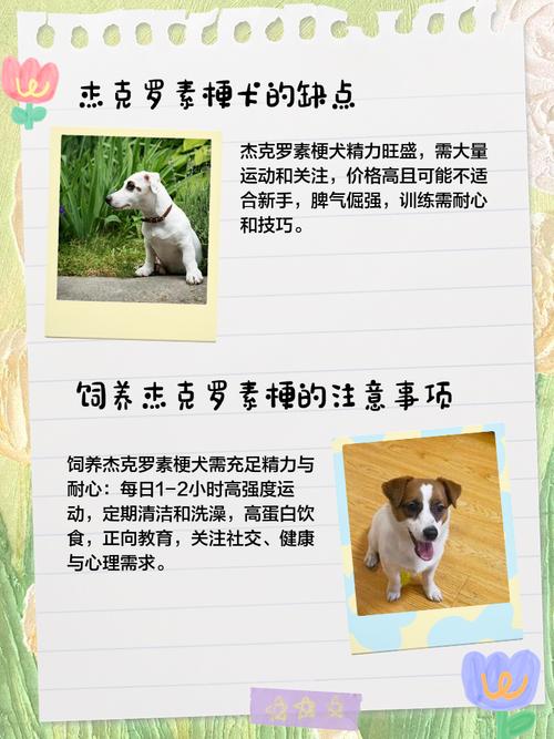 养梗犬的十大坏处_活力猛兽,新手勿养 养梗犬的十大坏处_活力猛兽,新手勿养