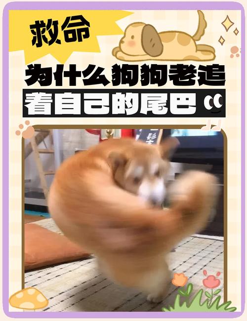 狗转圈咬尾巴是怎么回事_狗狗咬尾圈圈?查病调养别打骂 狗转圈咬尾巴是怎么回事_狗狗咬尾圈圈?查病调养别打骂