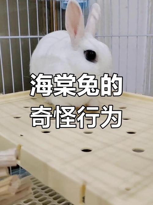 海棠兔是肉兔还是宠物兔_黑白可爱，宠物新选，需细心照料