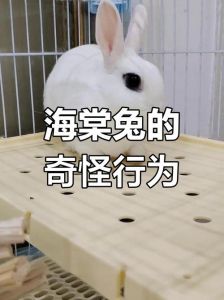 海棠兔是肉兔还是宠物兔_黑白可爱，宠物新选，需细心照料