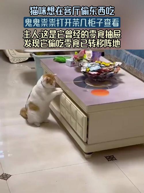猫趁夜来家里偷东西吃_猫咪夜偷吃怎么办?封食驱赶要温柔 猫趁夜来家里偷东西吃_猫咪夜偷吃怎么办?封食驱赶要温柔