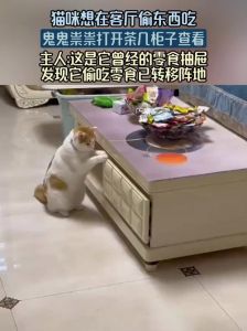 猫趁夜来家里偷东西吃_猫咪夜偷吃怎么办？封食驱赶要温柔