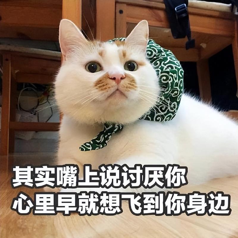 猫反感你的表现_猫咪不高冷,是怕你! 猫反感你的表现_猫咪不高冷,是怕你!