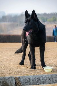 东欧牧羊犬和东德牧羊犬哪个好_体型性格大不同