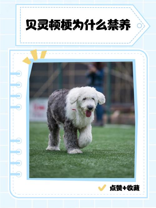 梗类犬为什么不建议养_梗类犬运动量大难训练需谨慎 梗类犬为什么不建议养_梗类犬运动量大难训练需谨慎