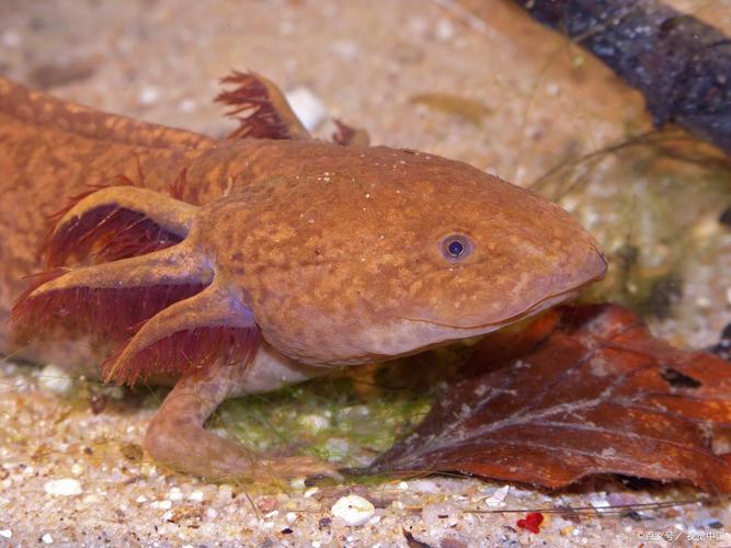 蝾螈六角恐龙鱼有毒吗_六角恐龙鱼温和易养,但需注意饲养要点 蝾螈六角恐龙鱼有毒吗_六角恐龙鱼温和易养,但需注意饲养要点