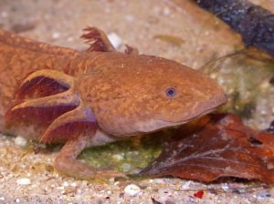 蝾螈六角恐龙鱼有毒吗_六角恐龙鱼温和易养，但需注意饲养要点