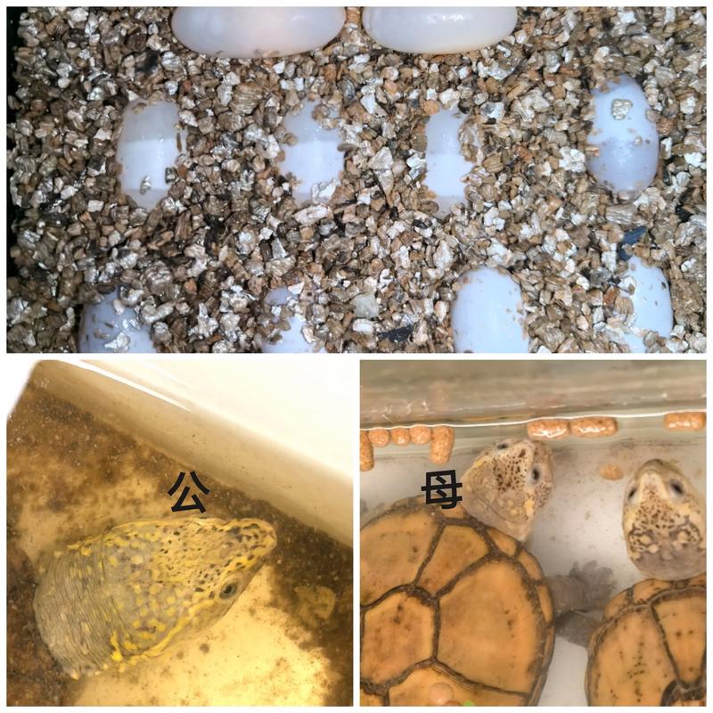 头盔龟多大可以繁殖_头盔龟5-7岁成熟,春繁殖,保护野生种 头盔龟多大可以繁殖_头盔龟5-7岁成熟,春繁殖,保护野生种
