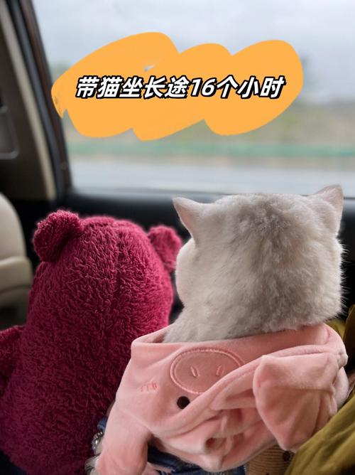 大巴可以带猫吗_办证航空箱禁食水注意事项