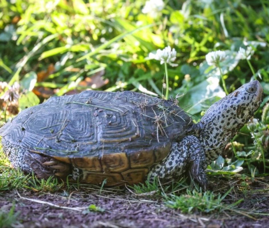 钻纹龟是巴西龟吗_巴西龟(红耳龟)与常见品种及养护要点 钻纹龟是巴西龟吗_巴西龟(红耳龟)与常见品种及养护要点