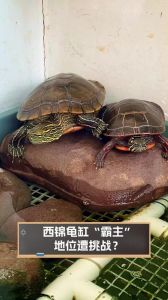 西锦龟为什么不建议养_西锦龟难养且濒危，不建议家养
