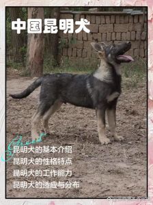 昆明犬与德牧犬哪个智商高_聪明工犬对比，选谁看需求