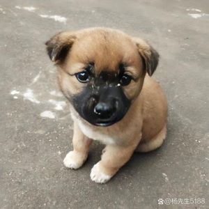 人一离开狗狗就狂叫_小狗离家狂叫怎么办？