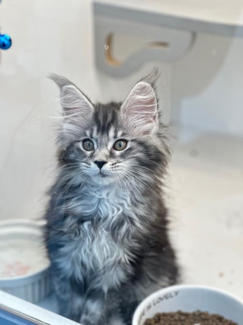 长毛猫夏天怕热吗_长毛猫怕热易中暑，夏季降温护理要点