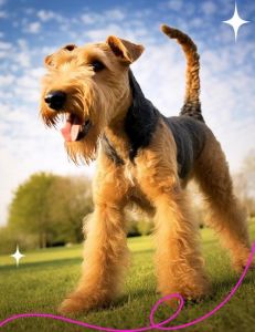 老式英国梗犬_佩特戴尔牛头梗威尔士丹迪丁蒙