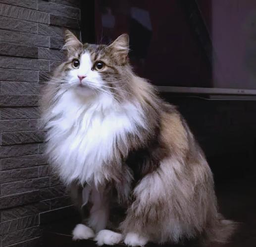 挪威森林猫怕冷吗_厚毛保暖,怕冷需护理 挪威森林猫怕冷吗_厚毛保暖,怕冷需护理