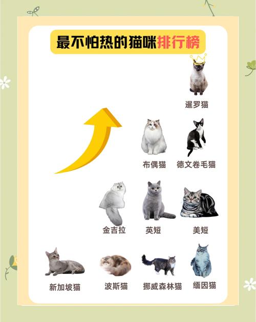 猫抗寒能力是多少°C_零下20℃是极限,保暖妙招分享 猫抗寒能力是多少°C_零下20℃是极限,保暖妙招分享