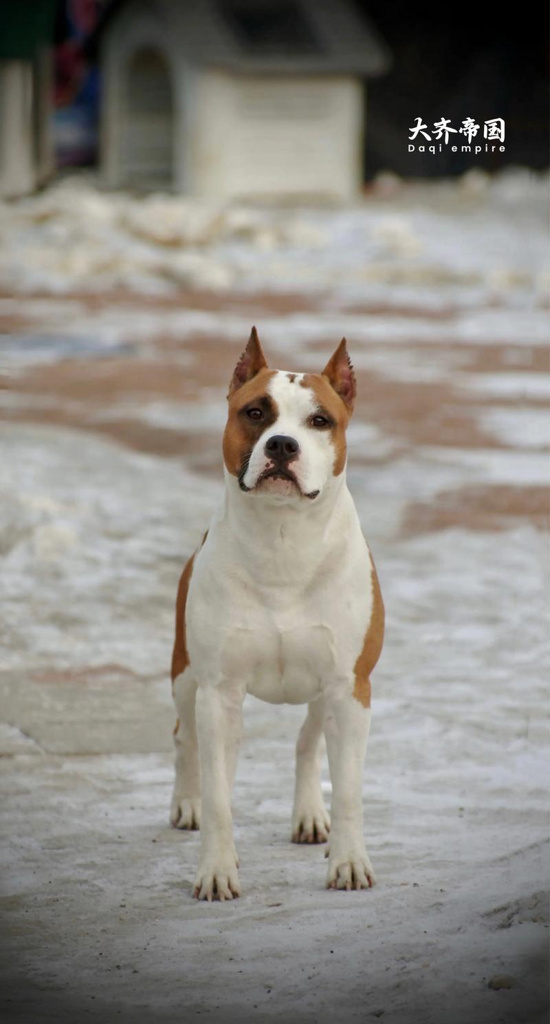 斯塔夫犬_忠诚护主伴侣犬 斯塔夫犬_忠诚护主伴侣犬