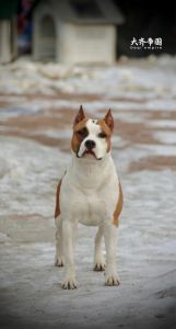 斯塔夫犬_忠诚护主伴侣犬