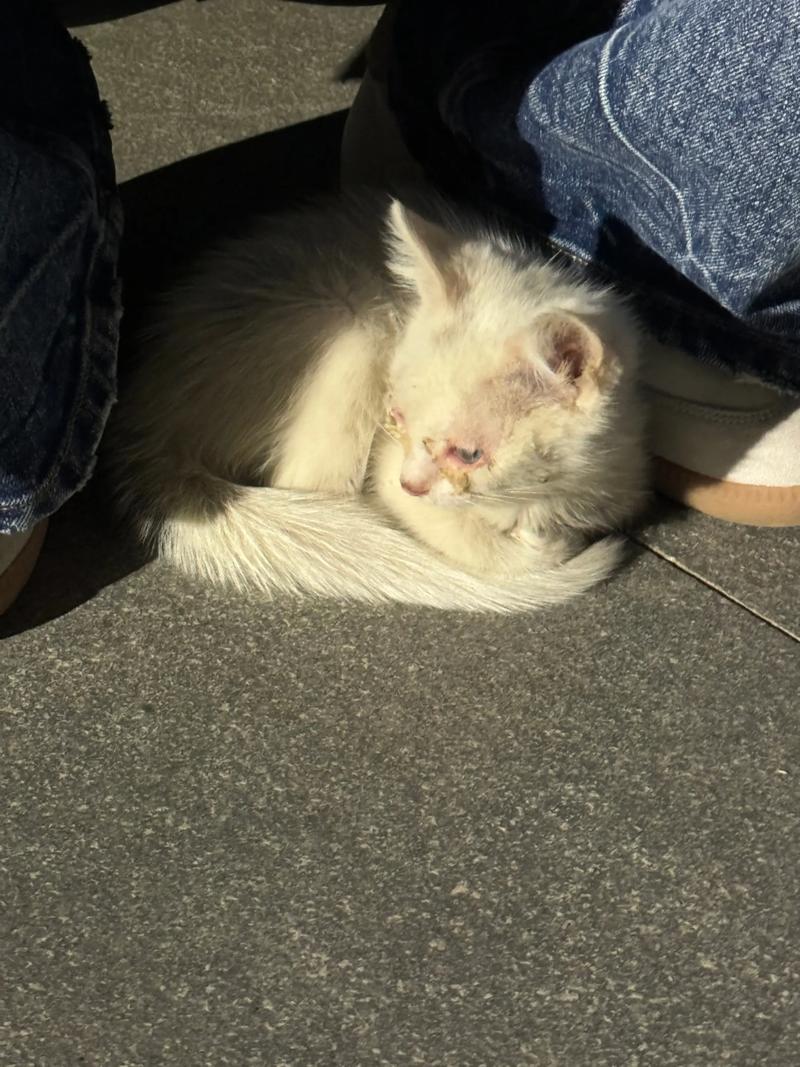 陌生猫主动跑到你腿上_信任依赖，亲密伴侣