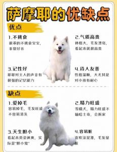 萨摩耶犬为什么禁养_萨摩耶禁养城市多？需注意饲养管理