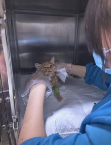 接触猫瘟的人(1-7天)_猫瘟不传染人，但会传播，注意隔离消毒预防