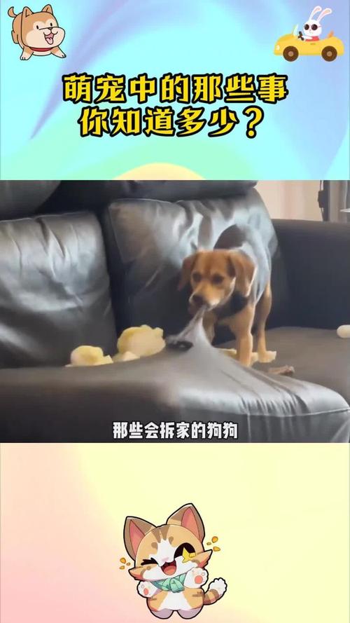 四大拆家狗_阿拉斯加哈士奇萨摩耶边牧的真相 四大拆家狗_阿拉斯加哈士奇萨摩耶边牧的真相