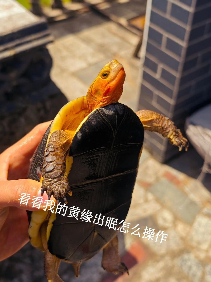 黄头龟认主人吗_黄头侧颈龟如何认主? 黄头龟认主人吗_黄头侧颈龟如何认主?