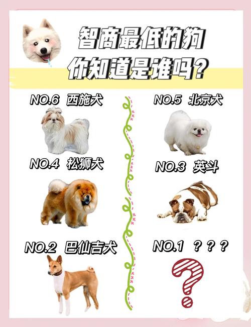 犬类智商排名_边境牧羊犬最聪明,选狗看适合最重要! 犬类智商排名_边境牧羊犬最聪明,选狗看适合最重要!