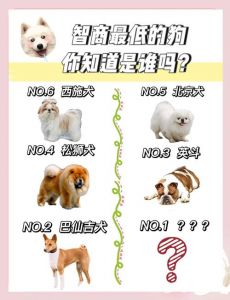 犬类智商排名_边境牧羊犬最聪明，选狗看适合最重要！