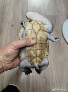 长颈龟为什么不建议养_长颈龟饲养难，投入高，难互动，需谨慎考虑