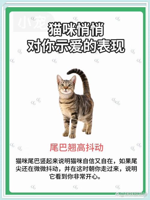 猫从你前面跳过去是什么征兆_领地感求关注或邀玩耍 猫从你前面跳过去是什么征兆_领地感求关注或邀玩耍