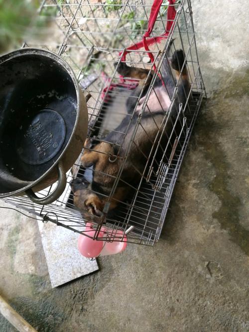 大半夜路边狗子叫个不停_狗狗深夜吠叫怎么办?三大原因及应对法 大半夜路边狗子叫个不停_狗狗深夜吠叫怎么办?三大原因及应对法