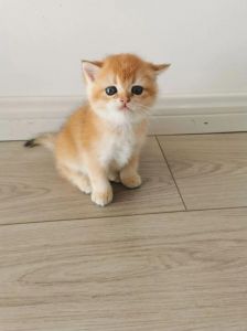 4岁的母猫还能生小猫吗_母猫4岁还能生，但健康风险大，绝育更负责任