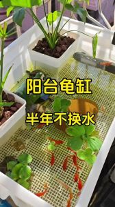 旱龟怎么饲养_养旱龟要模拟环境控温湿，给食要注意健康