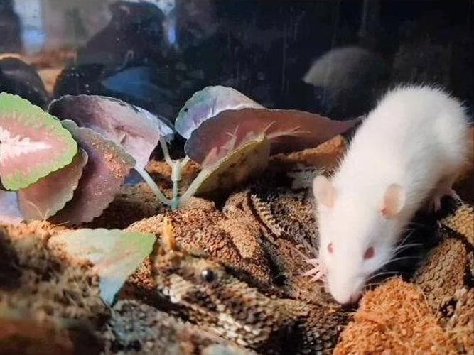 伊丽莎白鼠什么比白鼠的头还大_伊丽莎白鼠鬼畜视频受欢迎,商业化遇挑战 伊丽莎白鼠什么比白鼠的头还大_伊丽莎白鼠鬼畜视频受欢迎,商业化遇挑战