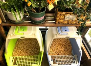 养二只猫一定要二个猫砂盆吗_多猫别共用猫砂盆，健康卫生分开放！