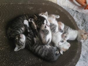 六只猫两个猫砂盆够用不_养猫六只需七猫砂盆，分散摆放防冲突