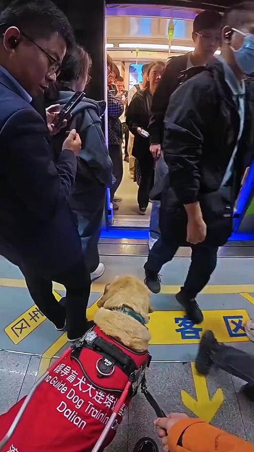 有发生过导盲犬咬人事件吗_消除对导盲犬的误解,它们是可靠的出行伙伴 有发生过导盲犬咬人事件吗_消除对导盲犬的误解,它们是可靠的出行伙伴