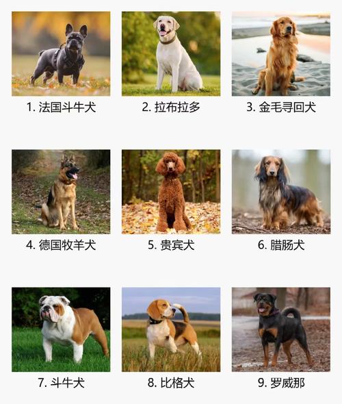 中型犬排名前10名_10种性格各异,选最适合你的! 中型犬排名前10名_10种性格各异,选最适合你的!