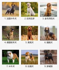中型犬排名前10名_10种性格各异，选最适合你的！