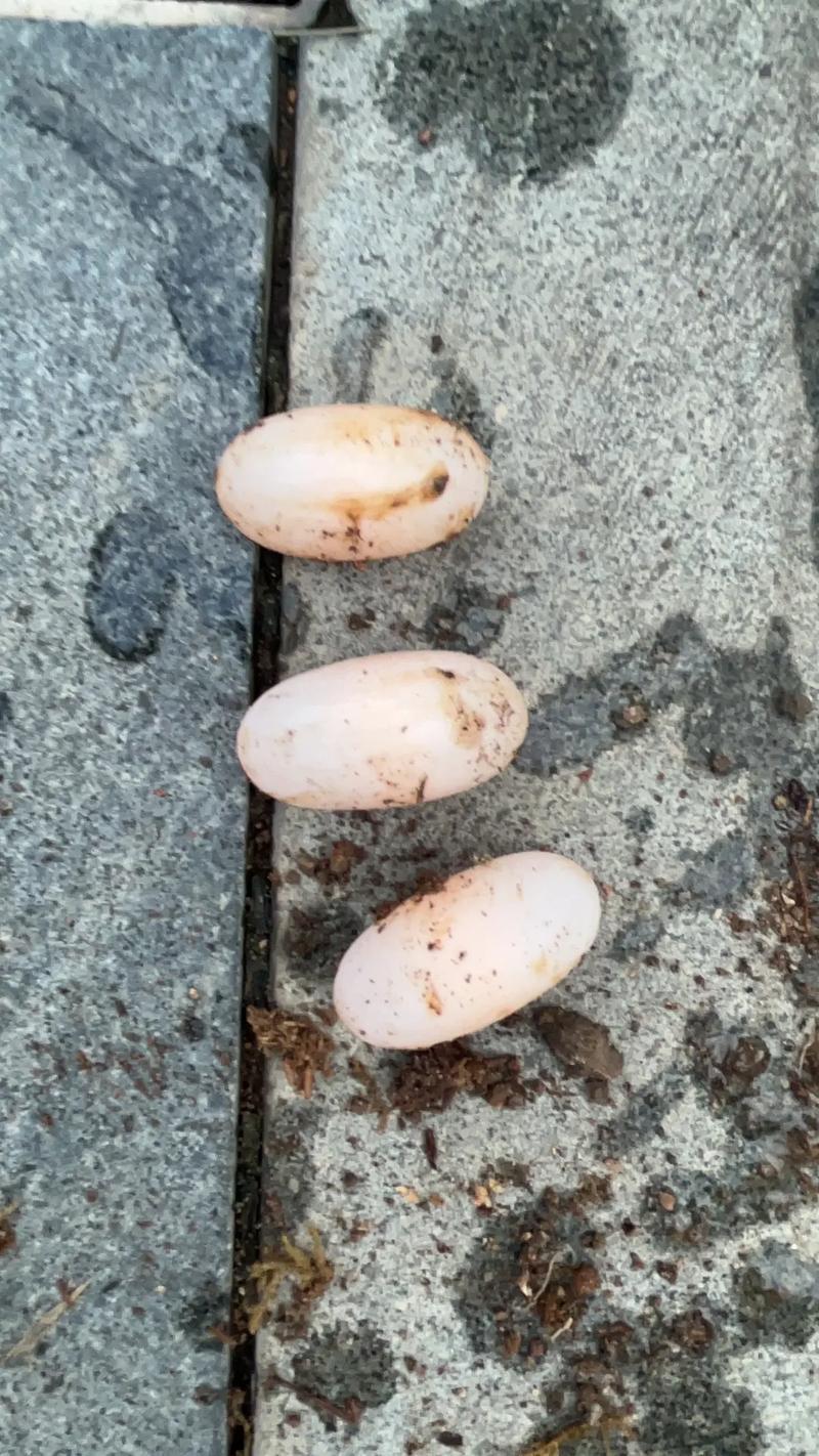 黄缘龟多大可以下蛋_黄缘龟繁殖饲养全攻略 黄缘龟多大可以下蛋_黄缘龟繁殖饲养全攻略