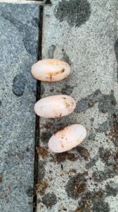 黄缘龟多大可以下蛋_黄缘龟繁殖饲养全攻略