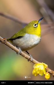 绣眼鸟为什么不建议养_养绣眼鸟要注意饮食空间，还可能扰民，属国家保护动物